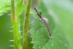 Culiseta annulata, Loversall Delf, Potteric Carr.