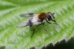 Leucozona lucorum, Loversall Delf, Potteric Carr.