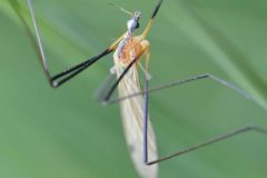 Limonia nigropunctata, Loversall Delf, Potteric Carr.