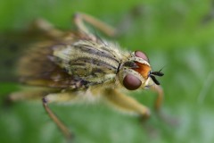 Scathophaga sp., Loversall Delf, Potteric Carr.