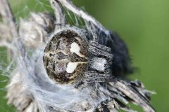 Agalenatea redii (form), Rossington Colliery Tip. © Les Coe