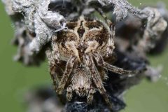 Agalenatea redii (form), Rossington Colliery Tip. 