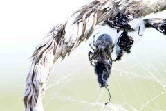 Unknown spider in grass seed head, Rossington Colliery Tip. 