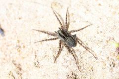 Paradosa sp., Rossington Colliery Tip. 