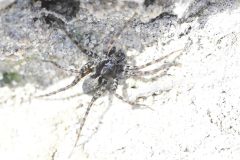Paradosa sp., Rossington Colliery Tip. 