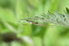 Tetragnatha montana, Rossington Colliery Tip.