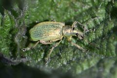 Phyllobius pomaceus, Rossington Colliery Tip. 