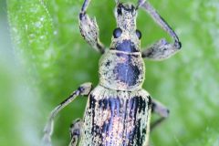 Phyllobius pomaceus, Rossington Colliery Tip.