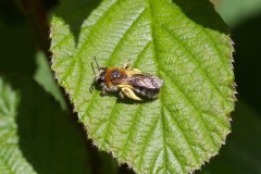 Andrena hemorrhoa, Went Reserve (12 May 2026).