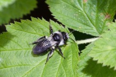 Ashy Mining Bee, Andrena cineraria, Went Reserve (12 May 2026). 