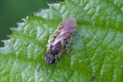 Lasioglossum sp., Went Reserve (12 May 2026). 