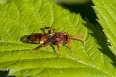 Nomada flava, Went Reserve (12 May 2026). © Samantha Batty