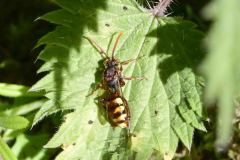 Nomarda hirtipes, Went Reserve (12 May 2026). 