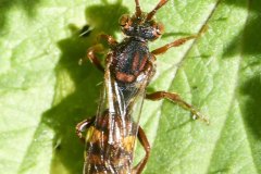 Nomarda hirtipes, Went Reserve (12 May 2026).