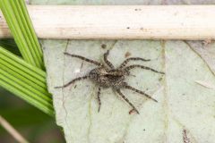 Paradosa sp., Potteric Carr. 