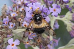 Hoverfly - Volucella pellucens, Potteric Carr.