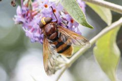 Hoverfly - Volucella zonaria, Potteric Carr.