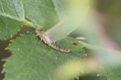 Mayfly - Cloeon simile, Potteric Carr.