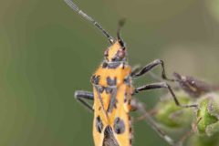 Cinnamon bug - Corizus hyoscyami, Potteric Carr. 