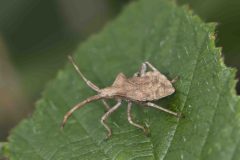 Dock Bug - Coreus marginatus, Potteric Carr. 