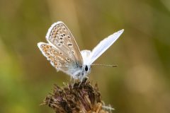 Common Blue - Polyommatus icarus, Potteric Carr.
