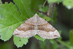 Shaded Broad-bar - Scotopteryx chenopodiata, Potteric Carr.