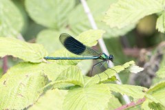 Banded Damoiselle - Calopyeryx splendens, Potteric Carr.