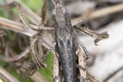 Bow-winged Grasshopper - Chorthippus biguttulus, Potteric Carr. 