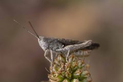 Common Field Grasshopper - Chorthippus brunneus, Potteric Carr.
