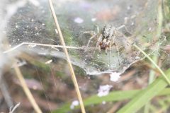 Agelena labyrinthica, Potteric Carr, 1st August 2026.