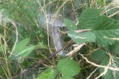 Web retreat of Angelina labyrinthica, Potteric Carr, 1st August 2026.