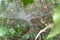 Web retreat of Angelina labyrinthica, Potteric Carr, 1st August 2026.