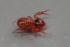 Chthonius ischnocheles, Eaton Wood (30-3-2026). 