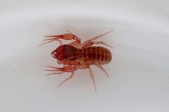 Chthonius ischnocheles, Eaton Wood (30-3-2026).