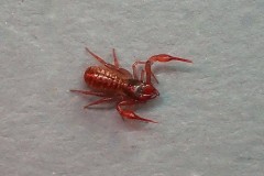Chthonius ischnocheles, Eaton Wood (30-3-2026).