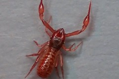 Chthonius ischnocheles, Eaton Wood (30-3-2026).