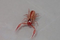 Chthonius ischnocheles, Eaton Wood (30-3-2026)