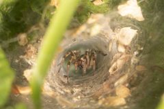 Labyrinth Spider - Agelena labyrinthica, Potteric Carr, July 4 