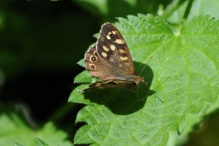 Speckled Wood - Pararge aegeria, Anston Stones.