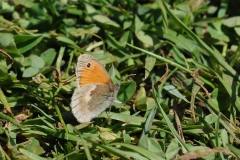 Small Heath - Coenonympha pamphilus, Anston Stones.