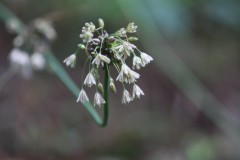 Plant ID required