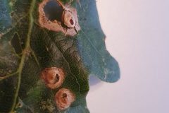 Blister galls
