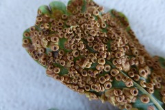 Silk buttons