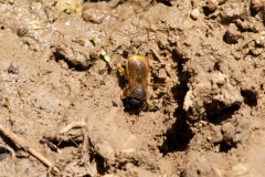 Osmia bicornis -  Red Mason Bee , Dinnington