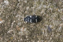 Megatoma undata, Austerfield.