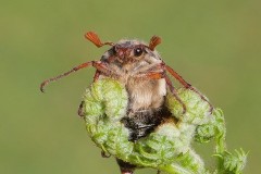 Melolontha melolontha - Common Cockchafer, Austerfield.