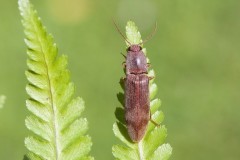 Stenagostus rhombeus, Austerfield.