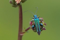 Oedemera nobilis, - Thick-legged Flower Beetle, Austerfield.