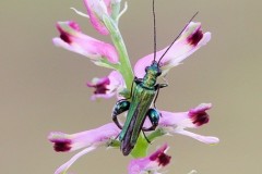 Oedemera nobilis, - Thick-legged Flower Beetle, Austerfield.