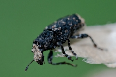 Platyrhinus resinosus -  Fungus Weevil , Hardwick NT